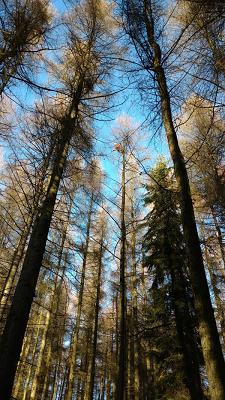 LandWaldBaum