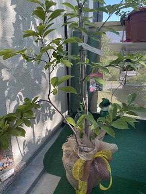 Baumschule u. Gartenmarkt Franke Inh. Annegret Kotthoff