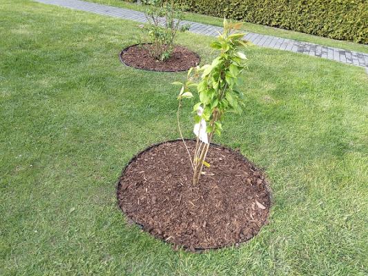 Baumschulen Tamme GmbH