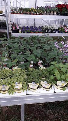 Simones Landgartenmarkt