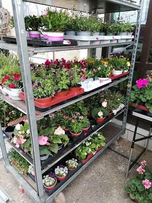 Blumenboutique Seegeler