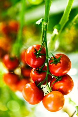 Hagdorn Tomaten
