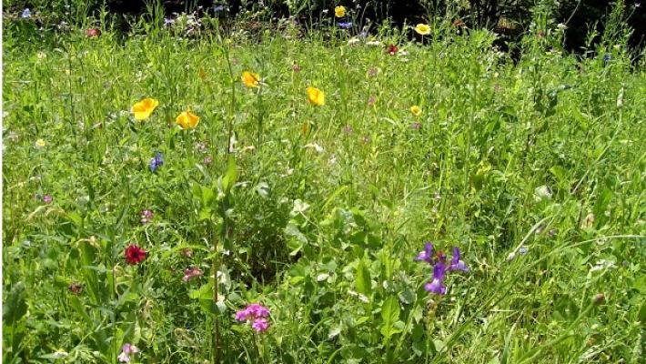 Grünanlagen S. Kirsten