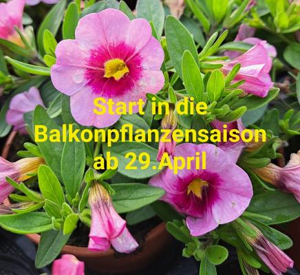 Gärtnerei Lohse Inh. Martin Förster