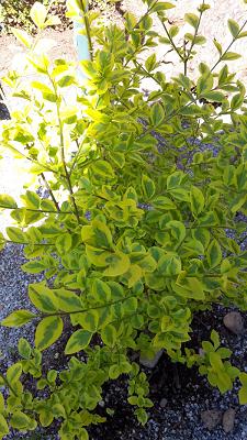 Prugger Hans Garten- und Landschaftsarchitekt