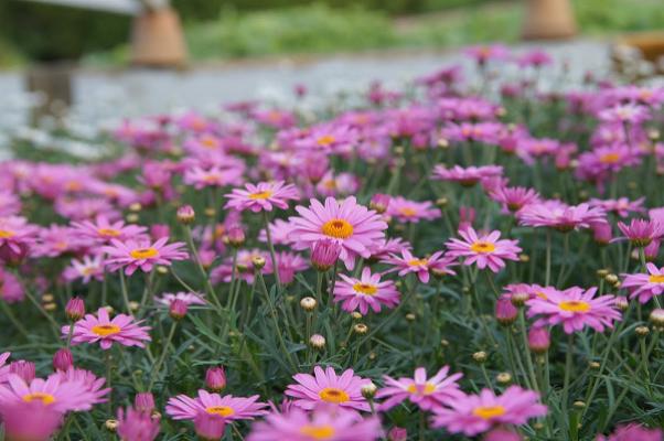 Gartenbau und Floristik Göhlich