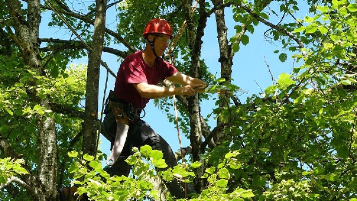 Baumpflege Sven Neumann