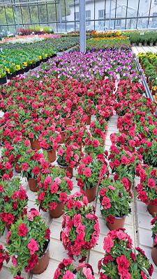 Gärtnerei Gruschwitz