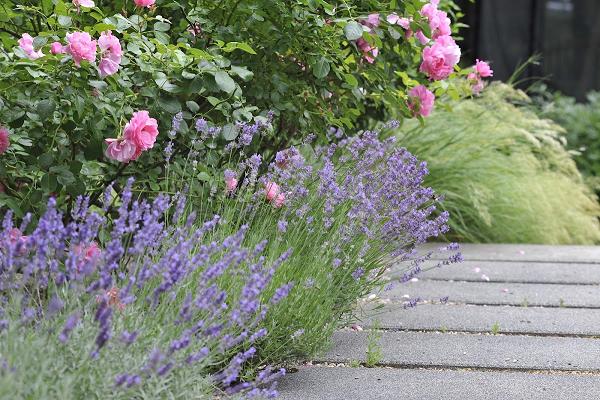 adina kunath freiraumplanung + baumpflege - gartengestaltung gartenpflege