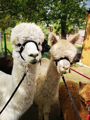 Alpakagarten an der Königsbrücker Heide