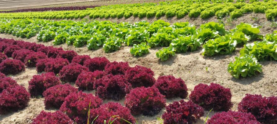 Gartenbau Fröhlich