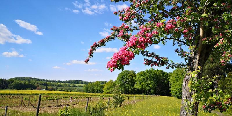 Baumschule Schwartz GbR