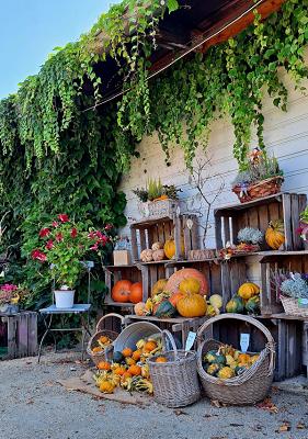 Schmidt Hagen Gärtnerei