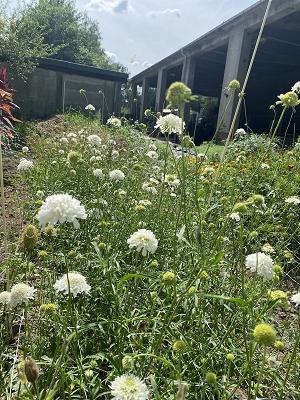 Sonnengarten - die grüne Manufaktur