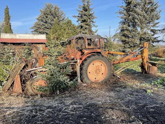Anzucht und Verkauf von Weihnachtsbäumen