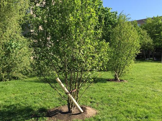 Schilling - Die Gartenmanager.