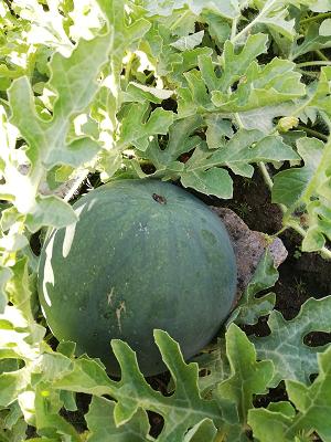 Kleingartenverein Freiland E.v Leipzig