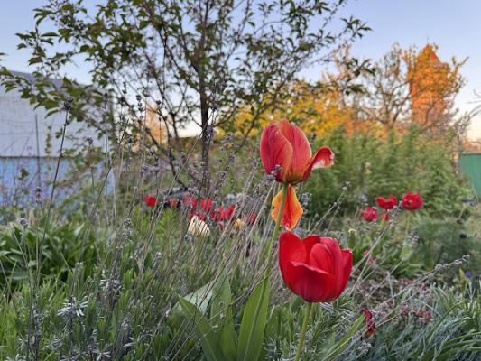 باغشن لایپزیگ Baqshan Leipzig