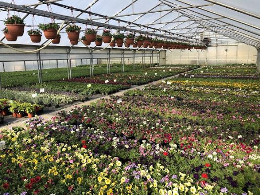 Gärtnerei Schräber GbR