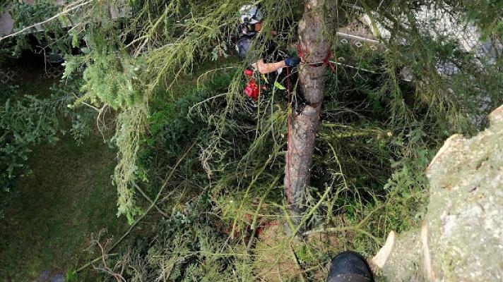 Grünplaner Leipzig - Baumpflege & Baumfällungen