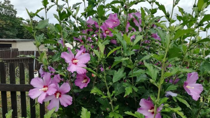 Kleingartenverein ” Auental” e.V