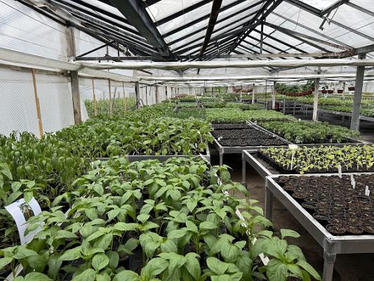 Gemüseproduktion Kulkwitz Gartenbaubetrieb Feldmann
