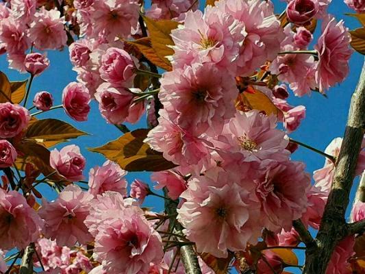 Alles für Haus, Hof und Garten - Hartmut Teschner