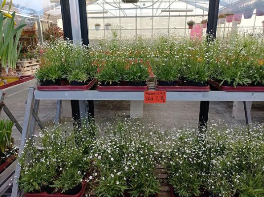 Gärtnerei-Thomas Gordelt