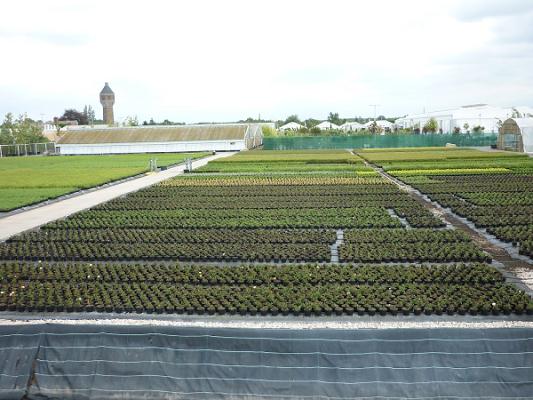 Selders Delitzsch Baumschulen