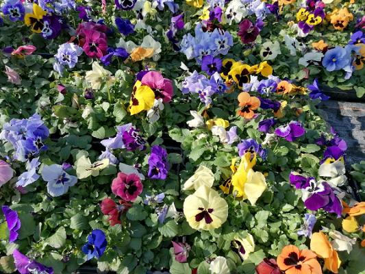 Gartenbau Neidhardt GbR