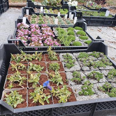 Alpine Staudengärtnerei