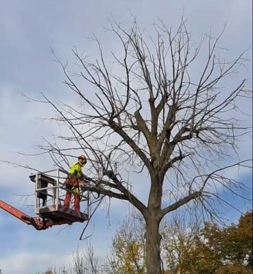 Baum- & Gartenservice Renner