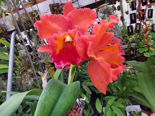 Orchideen Seidel