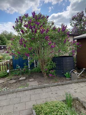 Gartenanlage Frohe Zukunft e.V.