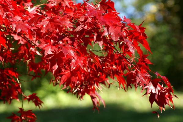 Scheuner Gartenbau AG