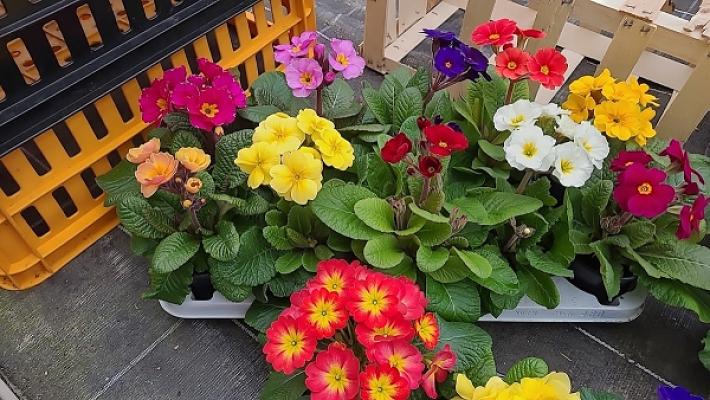 Gärtnerei Schlücker