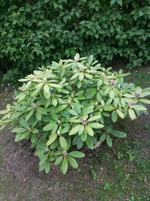 Gartenbau Verein Knieloh