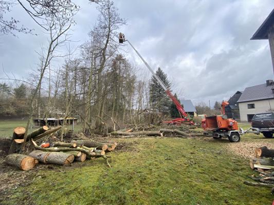 Baumdienst Lippert