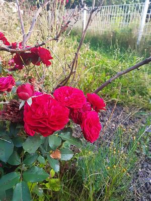 Bürgergarten am Schlossteich
