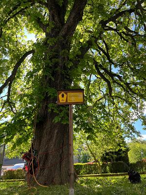 Baumpflege Sven Wunderlich