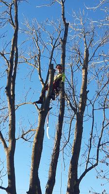 Baum-Service Köhler