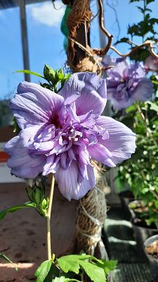 Baumschule Dittersdorf GmbH