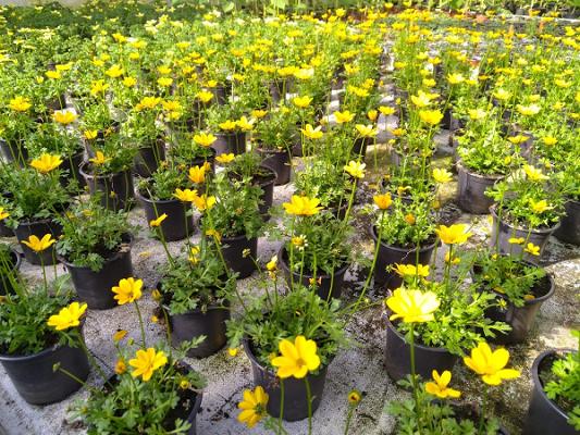 Claußnitzer Gärtnerei