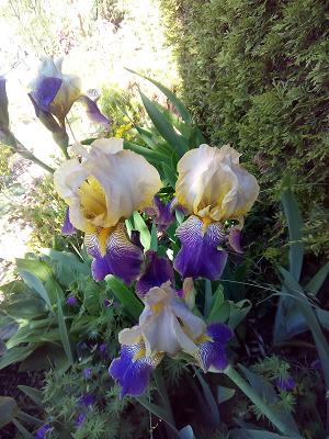 Gartensparte Schillerhöhe