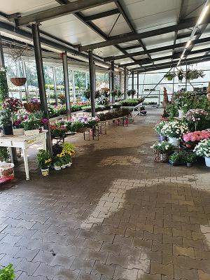 Baumschule Hohenstein-Ernstthal GmbH