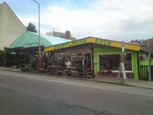 Zierpflanzen Koch , Koch Ralf Blumengeschäft u. Gärtnerei