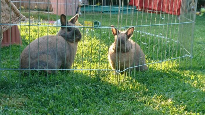 Kleingartenverein An der Aue e.V.