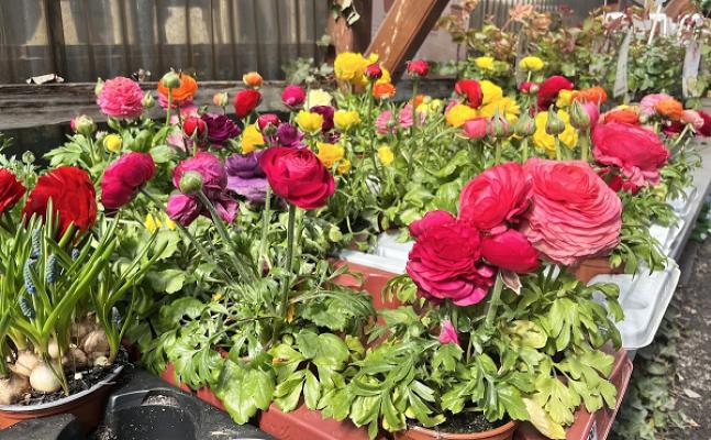 Gartenbau & Blumen Frank Dietze