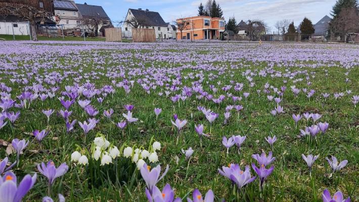 Krokuswiesen jedes Jahr im März/April