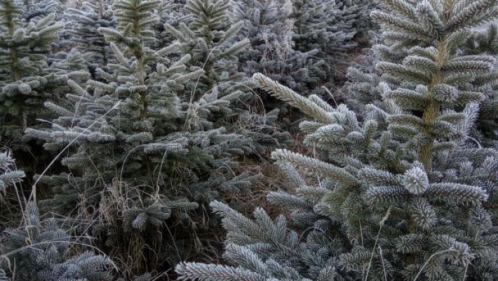 Tannenhof Lengefeld - Standort Hohndorf